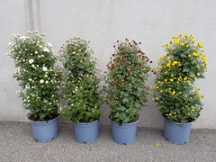 Chrysanth Mix 17Ø 55cm
