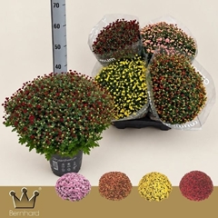 Chrysanthemum Jasoda Mix 19Ø 45cm