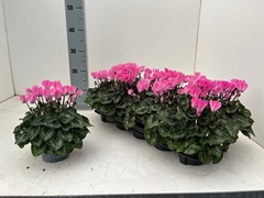 Cyclamen Mini Super Serie Verano 10Ø 23cm