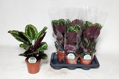 Calathea Medallion 17Ø 50cm