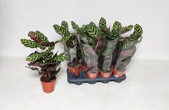 Calathea Makoyana 14Ø 55cm