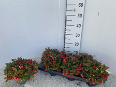 Gaultheria Procumbens 13Ø 18cm