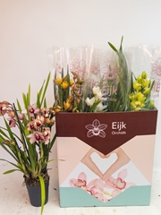 Cymbidium Mixed 14Ø 75cm 4st