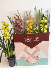 Cymbidium Mixed 14Ø 75cm 1st
