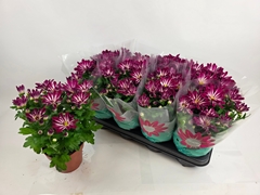 Chrysanth Sensa 14Ø 29cm