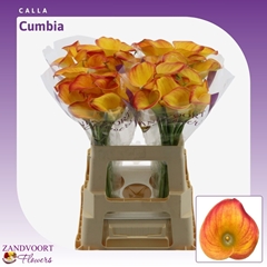 Zantedeschia Cumbia 60cm