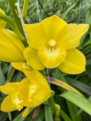 Cymbidium Mini Carioca 50cm