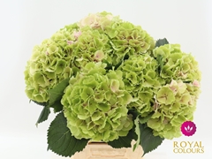 Hydrangea Verena Classic 60cm 18-20cm Hd