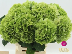 Hydrangea Verena Classic 60cm 16-18cm Hd