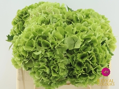 Hydrangea Verena Classic 50cm 16-18cm Hd