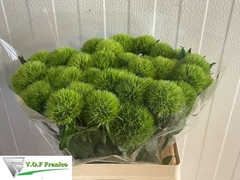 Dianthus Barb Green Trick 60cm