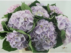 Hydrangea My Beautiful Matcha 60cm 16-18cm Hd