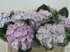 Hydrangea My Beautiful Matcha 50cm 14-16cm Hd