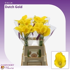 Zantedeschia Dutch Gold 70cm