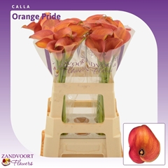 Zantedeschia Orange Pride 60cm