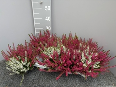 Calluna Garden Girls Twin Girls 11Ø 20cm