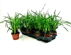 Carex Morrowii 10Ø 20cm