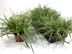 Carex Morrowii 12Ø 15cm