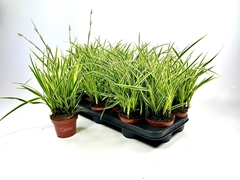 Carex Morrowii 10Ø 20cm