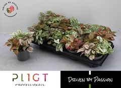 Hypoestes Mix 12Ø 14cm
