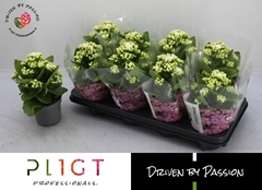 Kalanchoe Double Rose Flowers Greta 12Ø 24cm