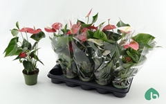 Anthurium Mix 12Ø 42cm