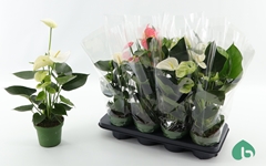 Anthurium Mix 14Ø 50cm