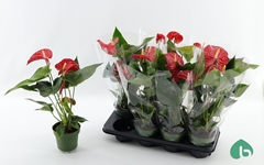 Anthurium Madural 14Ø 50cm