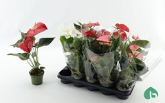 Anthurium Mix 12Ø 42cm