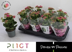 Kalanchoe Double Rose Flowers Rafaela 12Ø 26cm