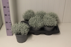 Leucophyta Brownii 17Ø 25cm