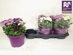 Bedding Plants Mix 19Ø 28cm