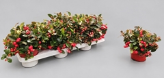 Gaultheria Procumbens 10Ø 15cm