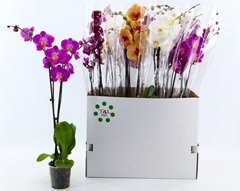 Phalaenopsis Mix 6 Colours 12Ø 75cm 2st