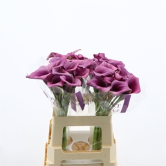 Zantedeschia Durban 60cm Twisted