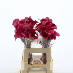 Zantedeschia Tokyo 60cm Twisted