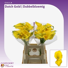 Zantedeschia Dutch Gold 60cm Twisted