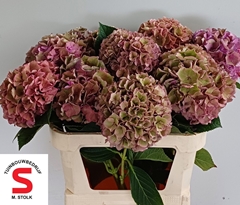 Hydrangea Pompidou Classic 75cm 21-23cm Hd