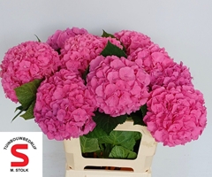 Hydrangea Pompidou 60cm 20-22cm Hd