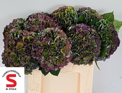Hydrangea Pompidou Classic 55cm 21-23cm Hd