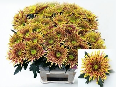Chrysanth Single Tula Autumn 80cm 110gr.