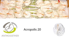 Anthurium Acropolis 9cm Hd