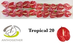 Anthurium Tropical 9cm Hd