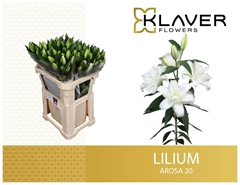 Lily Oriental Double Arosa 75cm 2+