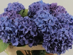 Hydrangea Pimpernel 80cm 20-22cm Hd