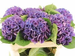 Hydrangea Royal King 80cm 16-18cm Hd