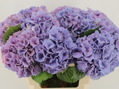 Hydrangea Cassanova 60cm 16-18cm Hd