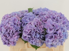 Hydrangea Cassanova 50cm 16-18cm Hd
