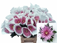 Chrysanth Single Uzuri Purple 80cm 100gr.