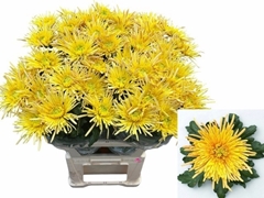 Chrysanth Single Spider Cuivre 80cm 85gr.